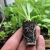 Propagation